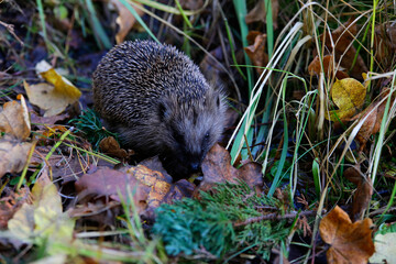 Nördlicher Weißbrustigel (Erinaceus roumanicus) im Herbst
