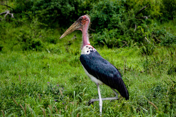 A Marabou stork in green forest © Chandesh Shah/Wirestock