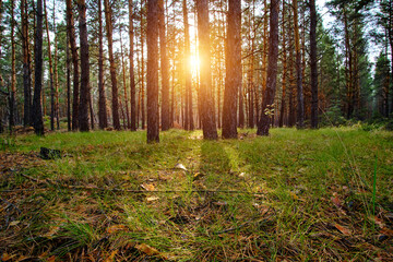 Clearing in pine forest is illuminated by sun rays at sunset.