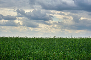Fototapeta premium Green field of growing wheat against the background of gray storm clouds.