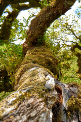 Twisted ancient oaks in Wistmans wood. The West Dart Valley. Dartmoor national park, Devon, England, UK