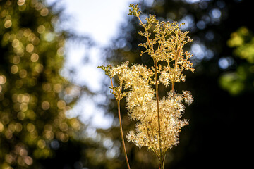 weiße Blume vor dunklem Hintergrund m Wald