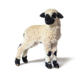 Profile of a lovely Lamb Valais Blacknose sheep three weeks old
