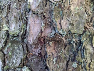 texture and background of old tree bark.