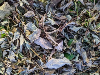 background of different dry leaves in the forest in summer.