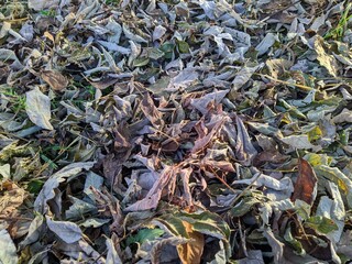 background of different dry leaves in the forest in summer.