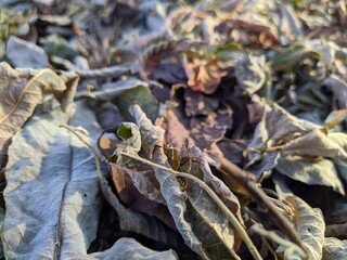 different dry leaves in the forest on a blurred background in the summer.