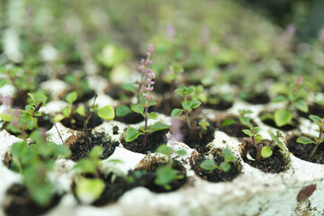 Various seedlings and plants growing in polystyrene container at garden centre
