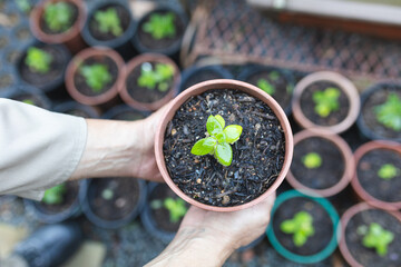 Hands of african american male gardener holding pot with plant at garden centre