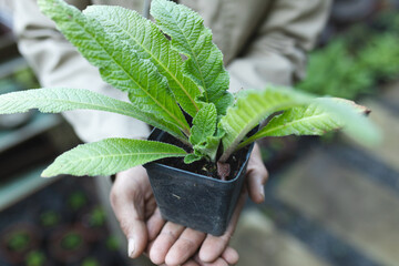 Hand of caucasian male gardener holding a plant in pot at garden centre