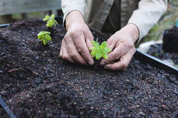 Hand of african american male gardener planting seedlings at garden centre