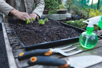 Hand of african american male gardener planting seedlings at garden centre