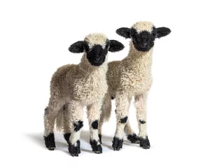 Fototapeten Paire of Lambs Valais Blacknose sheep standing on white © Eric Isselée