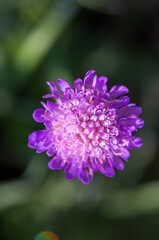 Purple flower. Postcard with a violet flower. Lilac flower close-up.