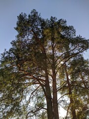 tree in the forest bottom up view against the blue sky in the summer.