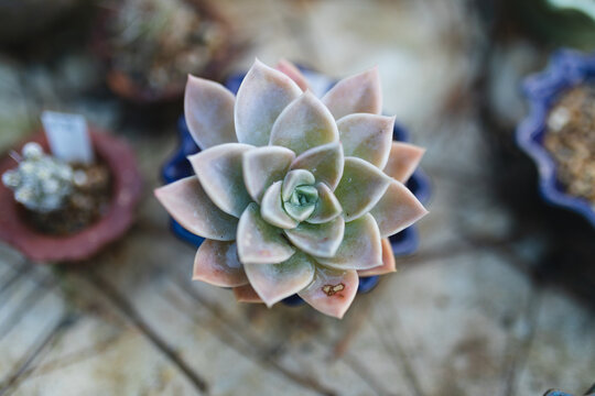 Succulents and cacti plants growing in pots at garden centre