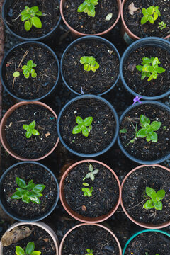 Various seedlings and plants growing in pots at garden centre