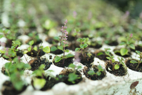 Various seedlings and plants growing in polystyrene container at garden centre