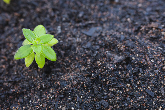 Little seedling planted in ground at garden centre