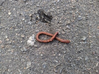sick worm on the asphalt in the daytime.