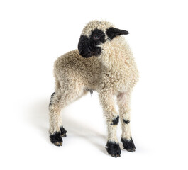Profile of a lovely Lamb Valais Blacknose sheep three weeks old