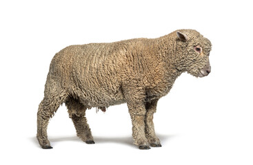 Southdown sheep, Babydoll, smiling sheep