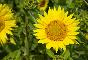 Obraz premium Yellow sunflower blooming in the field. Organic and natural background.