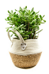 Potted Crassula ovata or Pigmyweeds home plant isolated on white background. This plant is known to be a wealth luck feng-shui symbol. Small crassula ovata. Closeup.	
