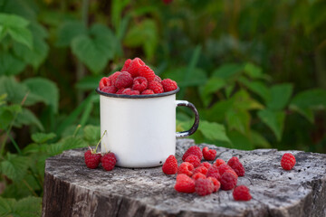 Full cup of fresh raspberries ready to eat on summer green background. Summertime harvest.
