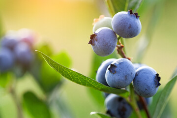 Fresh organic blueberries and leaves on the bush on green summer nature background. Concept of...