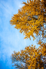 Background of yellow leaves and blue sky in autumn