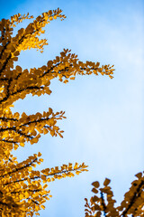 Background of yellow leaves and blue sky in autumn