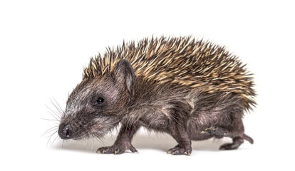 Side view of a Young European hedgehog walking away, isolated on white