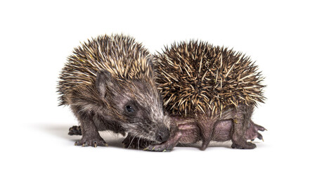 Two baby European hedgehog playing together