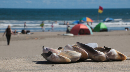 ビーチで誰かが集めた貝殻