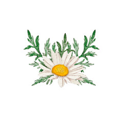 Fototapeta na wymiar Watercolor illustration of a chamomile bouquet on a white background. Hand-drawn and suitable for all types of design and printing