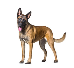 Side view of a panting Standing Malinois dog looking at the camera, Isolated on white