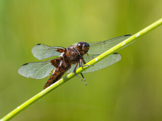 Broad-bodied Chaser on a Reed