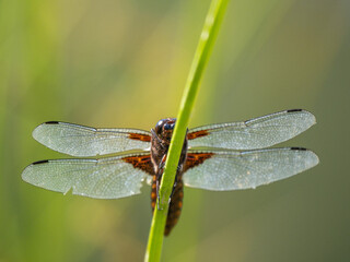 Broad-bodied Chaser on a Reed