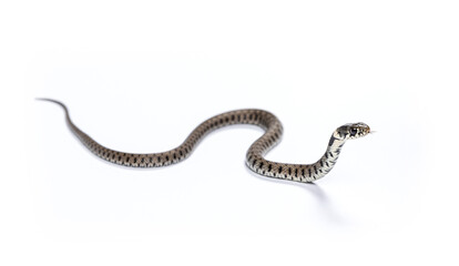 Grass snake sliding and smelling with its tongue, Natrix natrix, Isolated on white