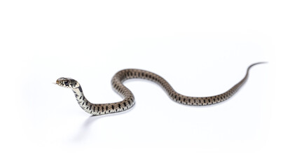 Grass snake sliding and smelling with its tongue, Natrix natrix, Isolated on white