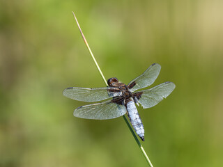 Broad-bodied Chaser on a Reed