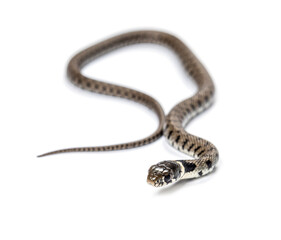 Grass snake, Natrix natrix, Isolated on white