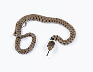 Grass snake, Natrix natrix, against a white background