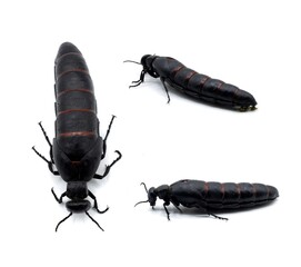 Red-striped oil beetle Berberomeloe majalis, Teruel, Spain