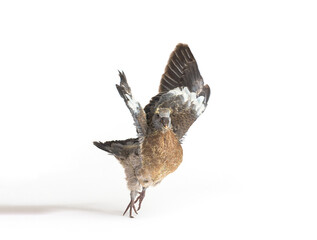 Young domestic pigeon falling out of the nest taking its first take off, learning to flight, against white background