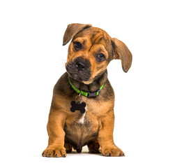 Small Sitting brown puppy crossbreed dog, isolated, wearing a green collar and a tag ID