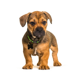 Standing puppy crossbreed dog, isolated