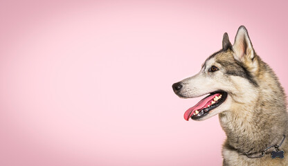 head shot of a panting Husky wearing a collar against a pink background © Eric Isselée