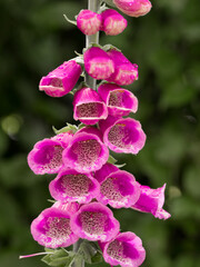 Beautiful purple wild Foxglove Flowers growing at Pickmere, Knustford, Cheshire © Sue Burton